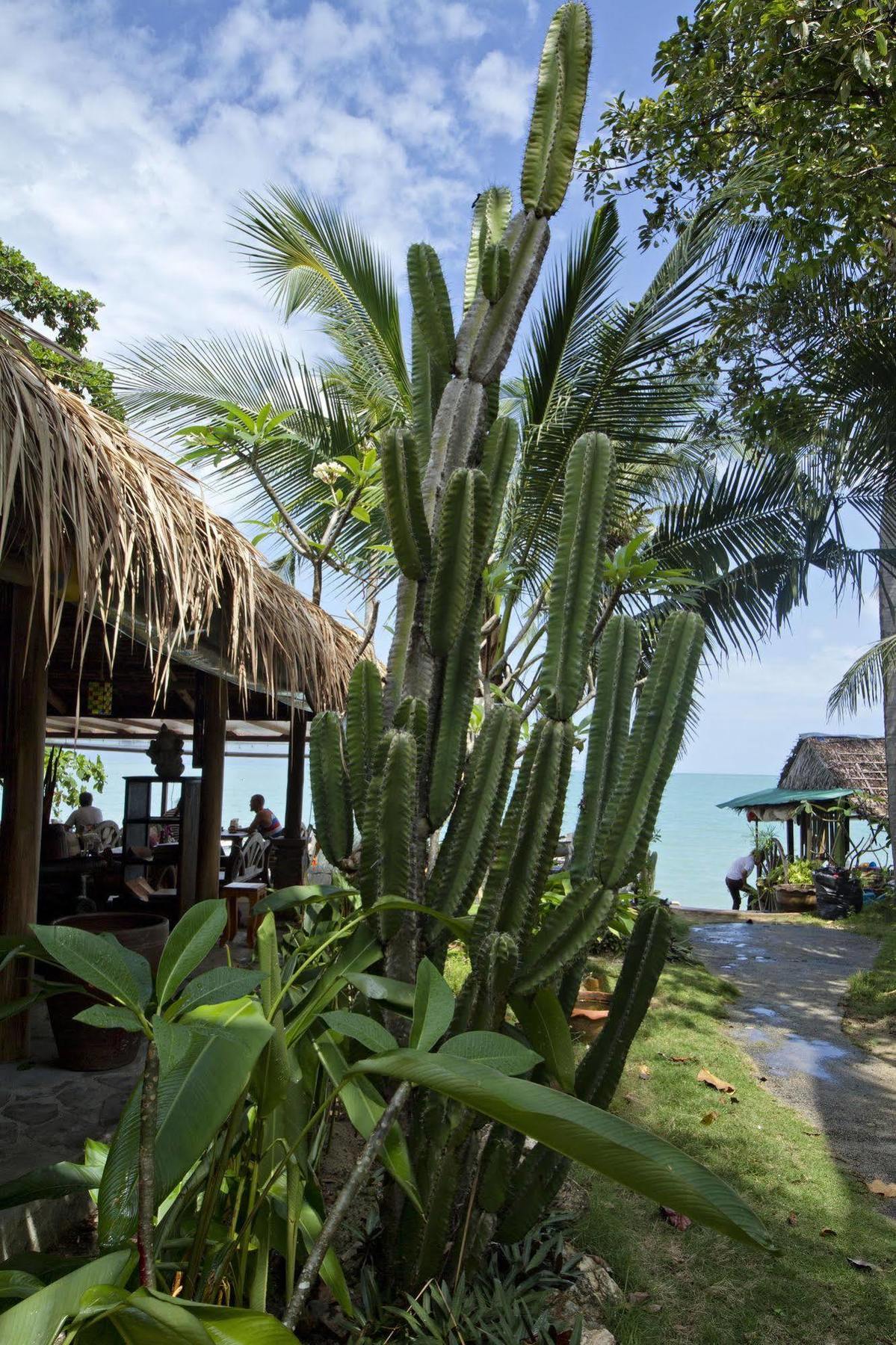 Cactus Bungalow Koh Samui Bagian luar foto